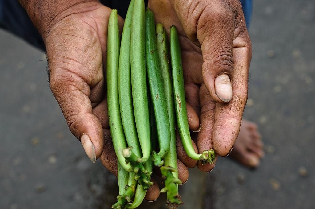 The Vanilla Beans Story Infographic Vanilla Origins and Species